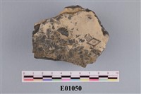 藏品(腕足類(石燕))的圖片